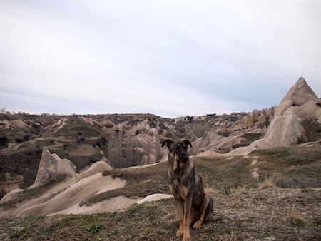 犬と奇岩