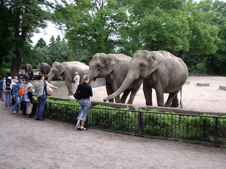 象の一斉攻撃