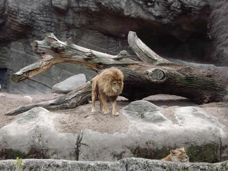 ハーゲンベック動物園のライオン