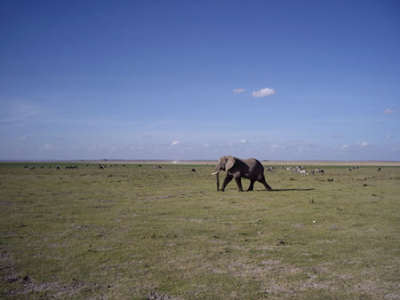 大地を闊歩するアフリカゾウ