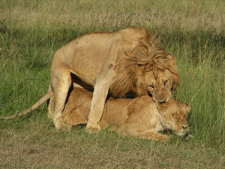 ライオンの夫婦生活その２