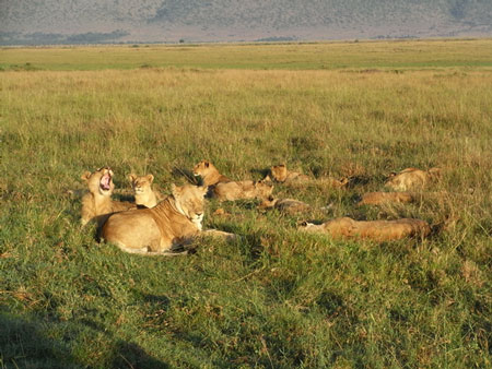 ライオンの家族の寝起き