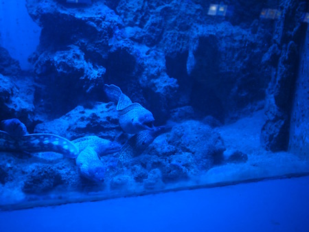 ドゥブロヴニクの水族館