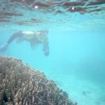 白保のサンゴ礁