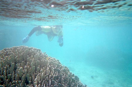 白保のサンゴ礁