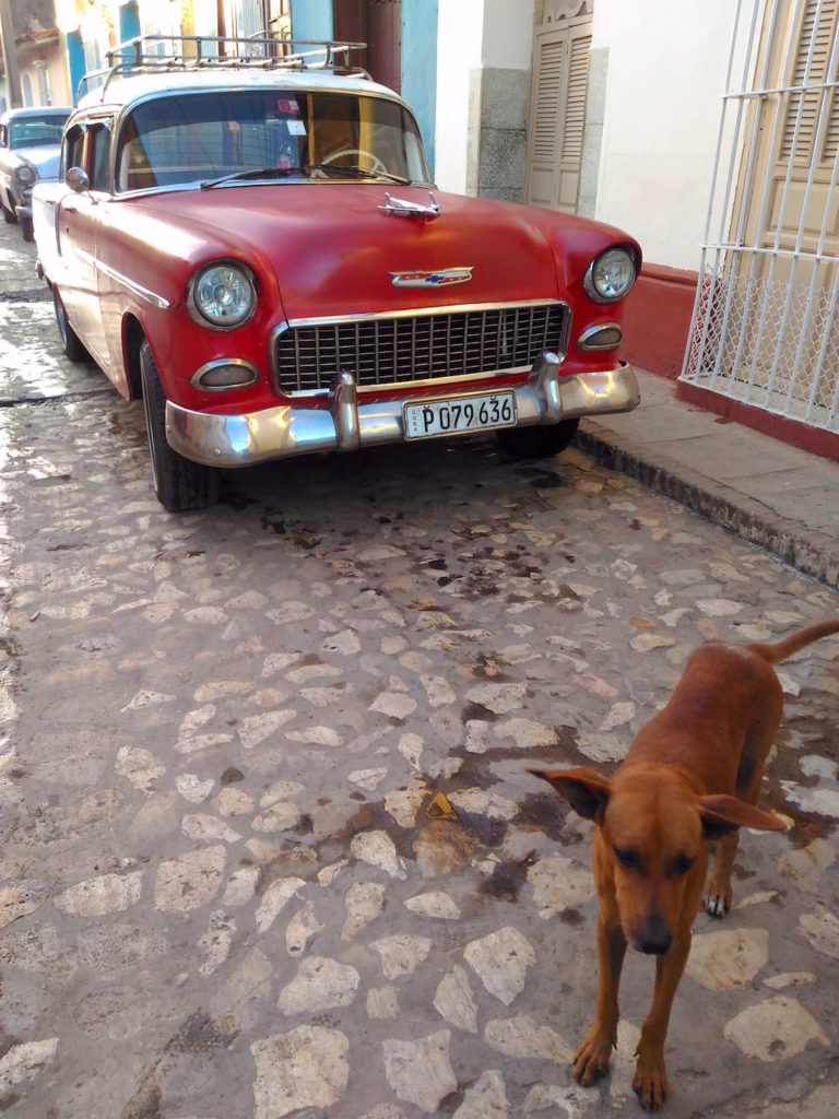 犬と車